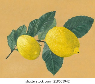 OIl Painting Of A Lemon Tree Branch With Two Lemons.