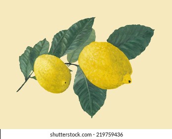 Oil Painting Of Lemon Tree Branch With Two Lemons, Isolated On Light Yellow Digital Background. 