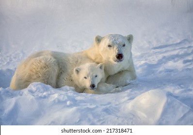 5,574 Polar bear tundra Images, Stock Photos & Vectors | Shutterstock