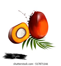 Oil palm illustration isolated on white. Tropical fruit. Elaeis is genus of palms, called oil palms. Used in commercial agriculture in production of palm oil. Digital art. Watercolor illustration