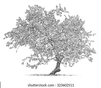 Apple Tree Drawing Images, Stock Photos & Vectors | Shutterstock