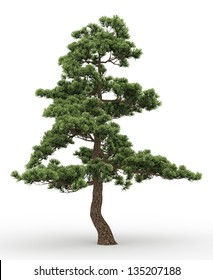 Old Pine Tree Isolated On White