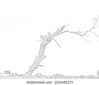 Old Tree Sketch Drawing Illustration Abstract 