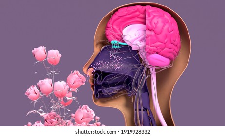 Olfactory system, sensory system used for smelling, olfaction 
senses. Components of the olfactory system. 3d illustration