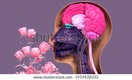 Olfactory system, sensory system used for smelling, olfaction 
senses. Components of the olfactory system. 3d illustration Foto d'archivio © 
