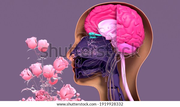 Olfactory system, sensory system used for\
smelling, olfaction \
senses. Components of the olfactory system.\
3d\
illustration