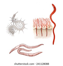 Oligochaetes, Earthworm,sludge Worm,