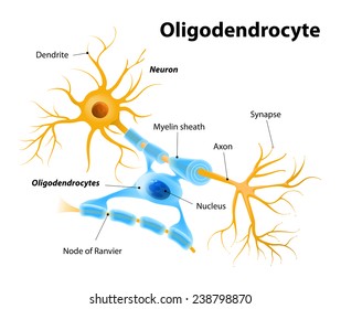 oligodendrocytes is to provide support to axons and to produce the Myelin sheath, which insulates axons. Oligodendrocytes form segments of myelin sheaths of several neurons at once.