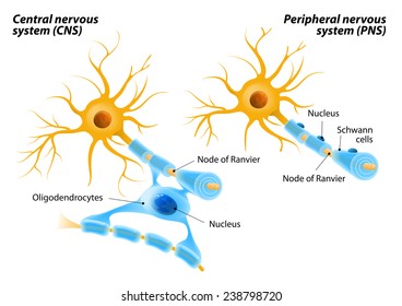 Oligodendrocytes unlike Schwann cells form segments of myelin sheaths of numerous neurons at once. Oligodendrocytes in the central nervous system and  Schwann cells in the peripheral nervous system.