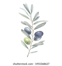 Olive Branch With Berries. Watercolor Drawing.