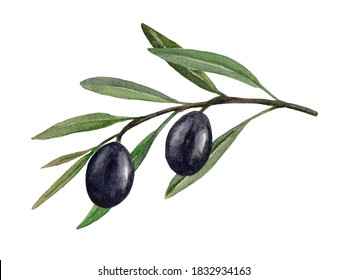 Olivenzweig mit schwarzer Oliven-Aquarellgrafik