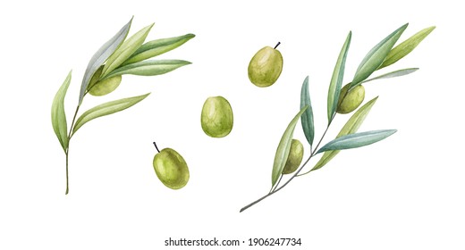Olive branch with fruit and leaves watercolor illustration. Green raw organic olive natural collection. Tree elegant branch with green leaves and fruit elements on a white background
