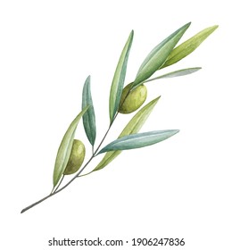 Olive branch with green leaves and fruit watercolor illustration. Green raw organic olive natural image. Tree elegant branch with green leaves and fruit elements on a white background