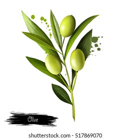 Olive branch meaning