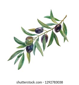 Olive branch with ripe black
olives. Watercolor illustration.Isolated on a white background.  