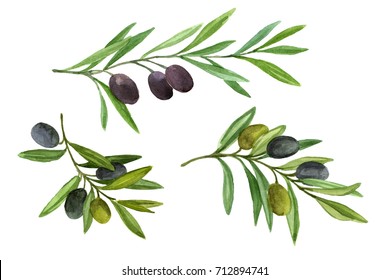 Olive Branch Set With Berries. Mediterranean Food. Watercolor Illustration  Isolated On White Background