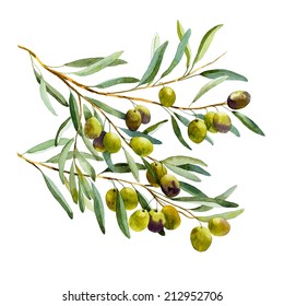 Olive Branch Watercolor