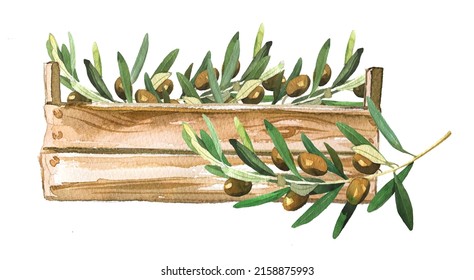 Olive  Branches In A Wooden Box. Watercolor Olive Branch Clipart Isolated On White. Italian Food Concept. Healthy Food Themed Illustration. Olive Oil Branding.