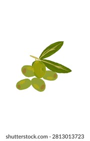 Olive leaves and fruit macroscopic vector with oil brush