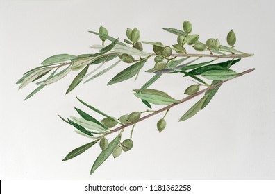 Olive Tree Branch With Green Olives