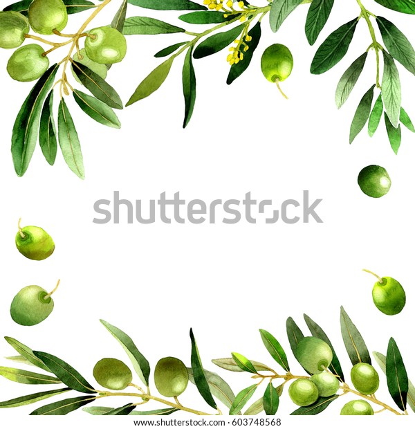 水彩色のオリーブの木の枠 植物のフルネーム オリーブの木の枝 背景