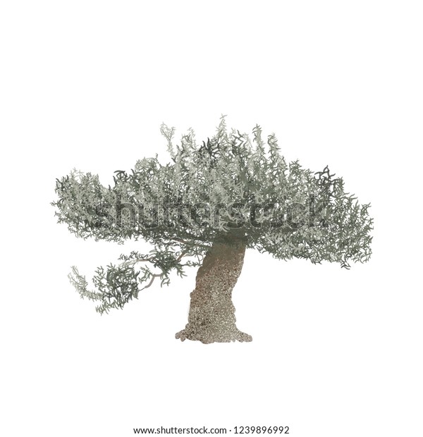 Olive Tree Illustration Hand Drawn Watercolor Stock Illustration Shutterstock