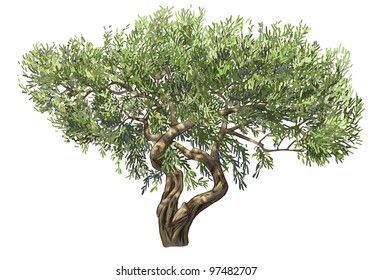 Olive tree isolated