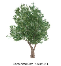 Olive Tree isolated. Olea europaea