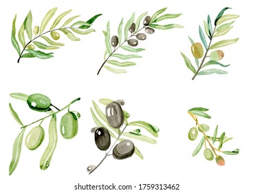 Olives on a branch leaves and watercolor berries by hand isolated