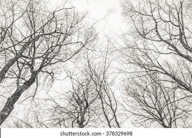 On the sky through the branches - Pencil sketch digital illustration art work.