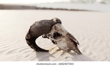 On a tranquil beach, remnants of a seashell and a skull rest on soft, warm sand. The ocean waves gently roll in, creating a serene atmosphere at sunset, a perfect moment of natural beauty.