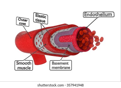 On A White Background Shows The Structure Of The Artery Cross-sectional Anatomy Of The Artery Or The Artery In Cross Section. Anatomy Of The Artery With The Name Of Each Layer