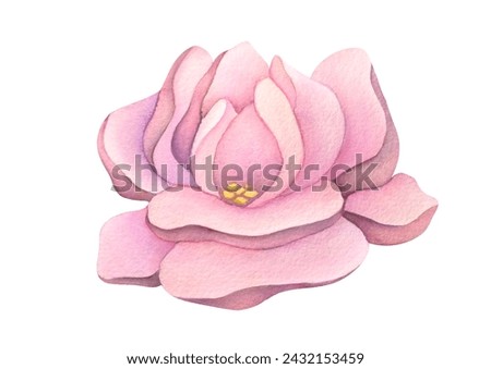 one big pink flower. Watercolor botanical illustration of delicate rose isolated on transparent background