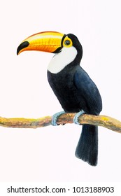One Bird with Big beak, Toucan bird sitting on the branch in with white background. Watercolor painting illustration on paper, animal life.