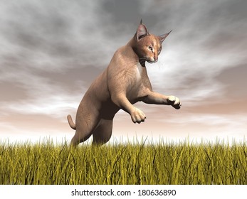 One Caracal Jumping While Focusing On Something Upon Yellow Grass By Cloudy Brown Day