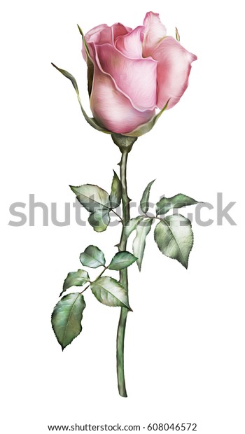 花一つ つぼみ花柄のイラスト ピンクのバラ 棘のある枝 白い背景に花と葉 結婚式やグリーティングカードにかわいい作文 のイラスト素材 608046572