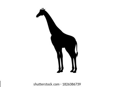 One Giraffe Black Silhouette Icon. Giraffe Icon Isolated On A White Background. Giraffe Clip Art. Animal Of The African Continent