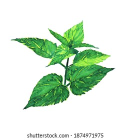One green nettle plant isolated on white background. Watercolor hand drawing illustration. Healing herbs for cosmetic card, medical design.