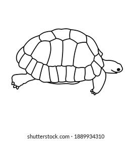 One Turtle Illustration Design Outline Drawing Stock Illustration ...