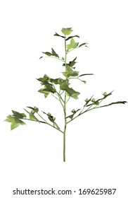 One Young Cotton Plant Isolated In White Background