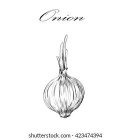 Onion Sketch. Bow Illustration