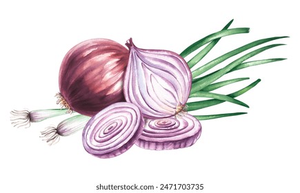 Onion watercolor vegetable, green onion, pieces. Purple onion, green onion, slices, hand-drawn vegetable slices for printing and design of packaging, products, chips, fabrics, textiles - Powered by Shutterstock