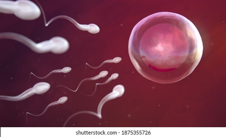 Oocyte Fertilization Process. 3d Render 