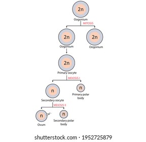 Oogenesis, Mitotic And Meiotic Cell Division