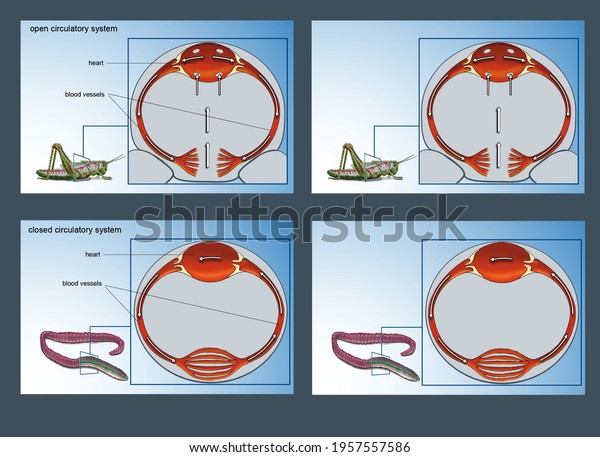Open and close
cyrculatory systems. Comparative anatomy of the circulatory system
in different animal groups. Planarians, annelids, crustaceans and
insects.