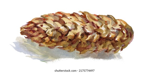 Open Fir Cone Isolated. Watercolor Illustration