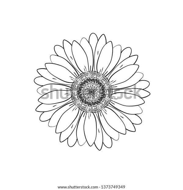 花びらひじ頭花 花の植物図 白黒のラインアート 抽象的な花柄の背景 ガーベラ デイジー デザイン用のスケッチエレメント のイラスト素材