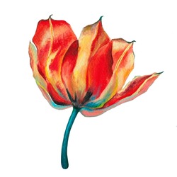 Open Tulip With Petals Of Red, Orange And Yellow Colors, Isolated On The White Background, Hand Drawn With Acrylic