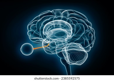 Optic or cranial nerve x-ray view 3D rendering illustration. Human brain and visual system anatomy, medical, healthcare, biology, science, neuroscience, neurology, ophtalmology concepts.