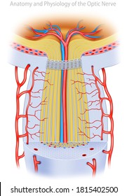 The optic nerve, anatomical and descriptive illustration, where the structure of the optic nerve with all the elements that compose it can be seen.